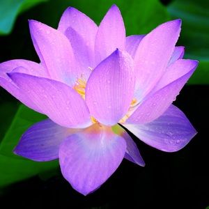 Meet your Posher, Leskia